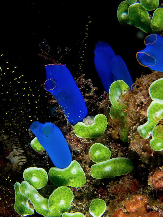  Rhopalaea crassa (Blue Sea Squirt)